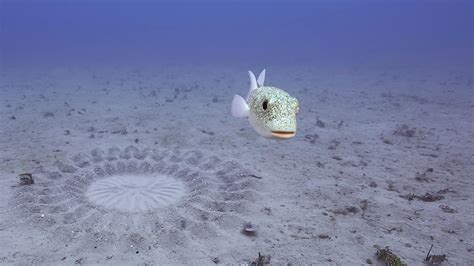 circle fish|Construction .